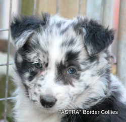 Blue merle Female border collie puppy